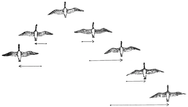 Diagram of birds flying in V shape