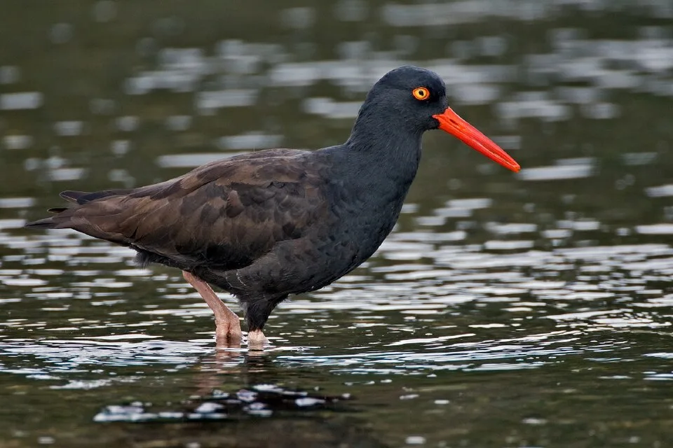 Large black bird with bright red eye and bill.