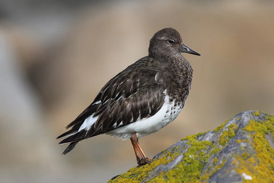 Stocky shorebird with dark back and breast, pale belly.