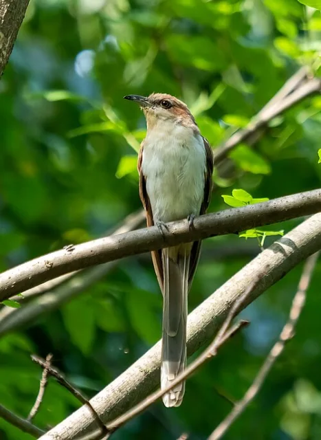 Large pale breasted brown bird with decurved black bill. 