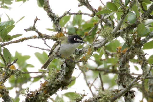 Small songbird with pale underparts, black cap and white eye patch.