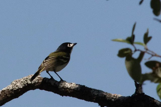 Small songbird with pale underparts, black cap and white eye patch.