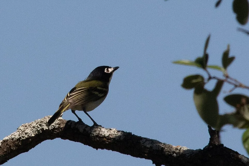 Small songbird with pale underparts, black cap and white eye patch.