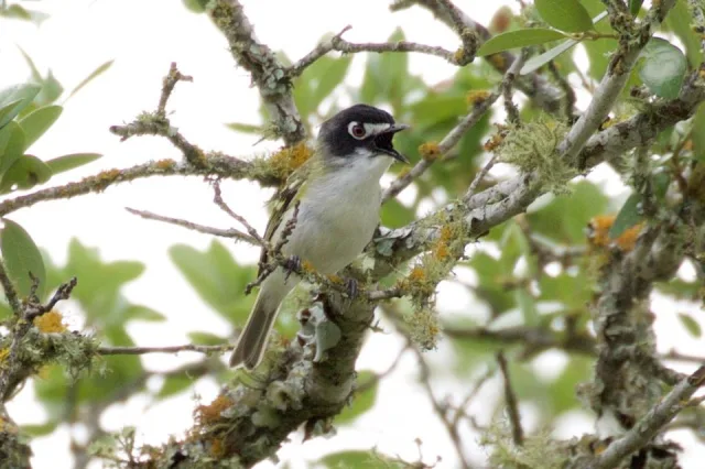Small songbird with pale underparts, black cap and white eye patch.