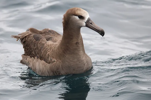 A huge dark brown seabird with a thick bill.