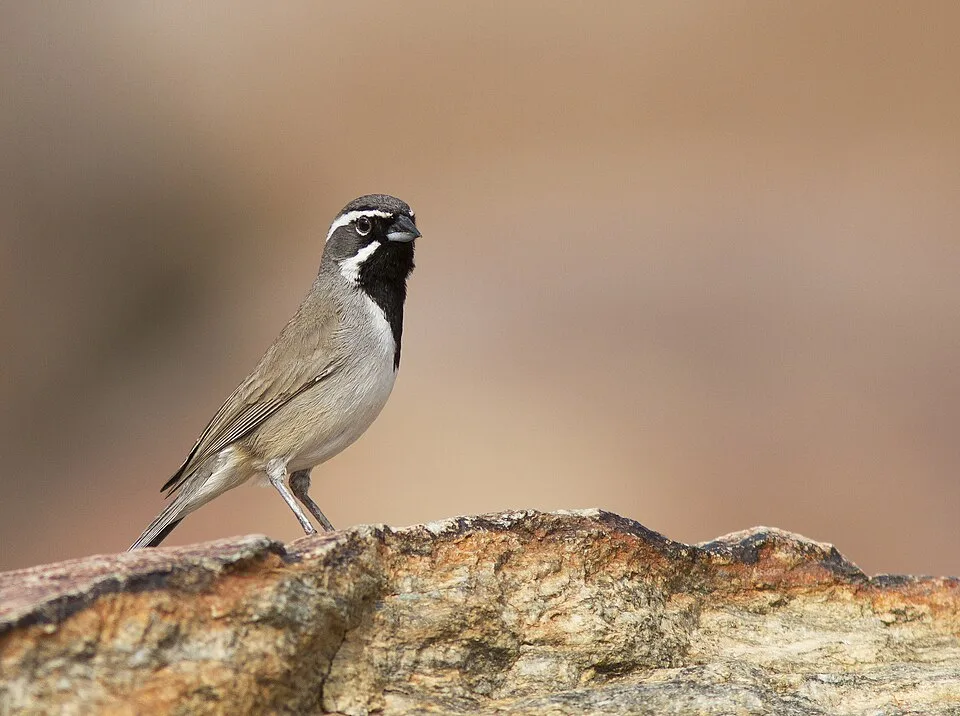 Large gray sparrow with black throat and white eyebrows.