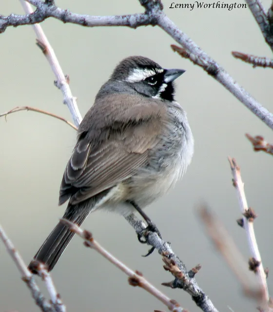 Large gray sparrow with black throat and white eyebrows.