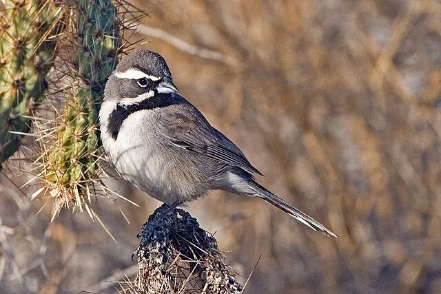 Large gray sparrow with black throat and white eyebrows.