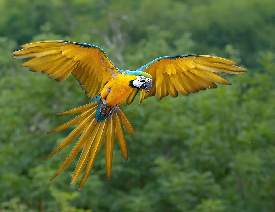 Huge blue parrot with yellow underparts and white facial skin.