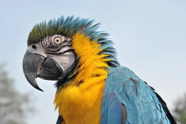 Huge blue parrot with yellow underparts and white facial skin.