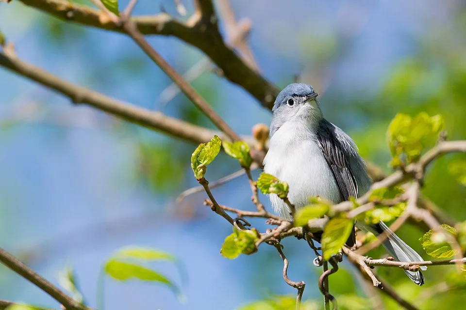 Small gray bird with pale underparts, darker blue gray on the back and blue cap.