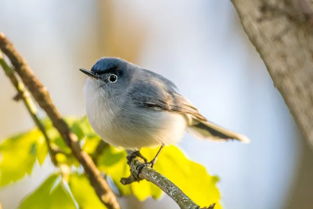 Small gray bird with pale underparts, darker blue gray on the back and blue cap.