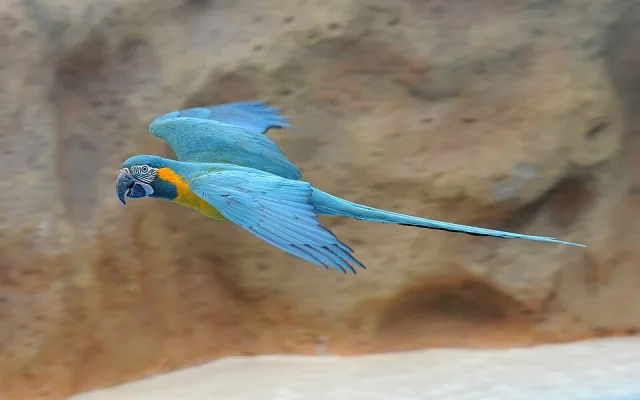 Huge parrot with bright blue plumage, yellow throat and long tail.