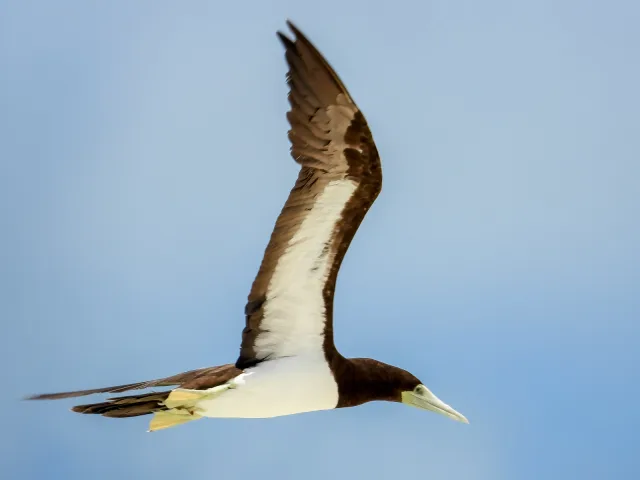 Large brown and white seabird with yellow legs.