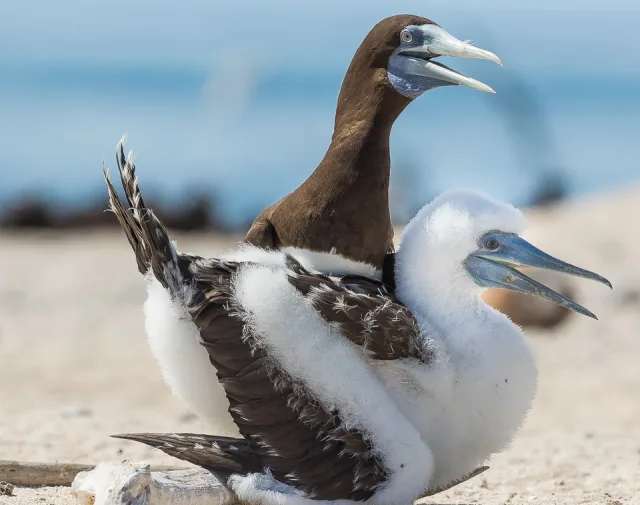 Dark brown large seabird with a white fluffy chick.