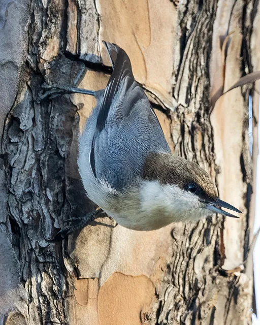 Small gray forest bird with white front and brown cap.