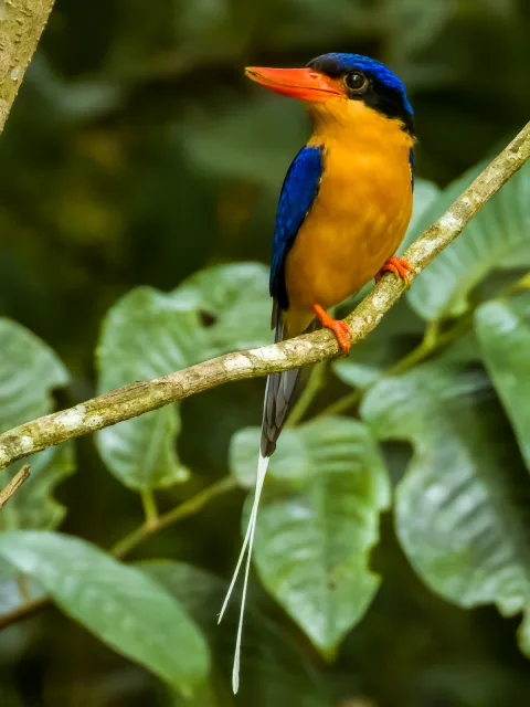 Very large kingfisher with rufous underparts, brilliant blue back and long white streamers.