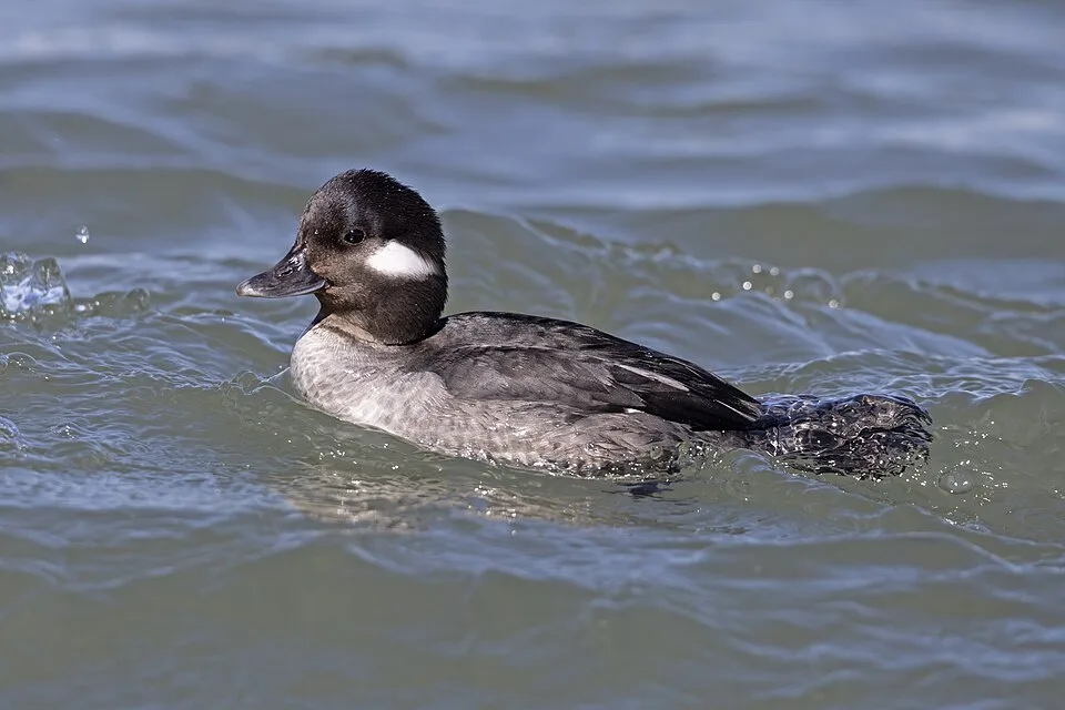 Medium sized duck with dark gray plumage and white ear patch.