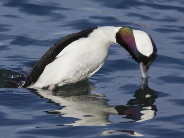 Medium sized duck with black and white plumage and glossy head.