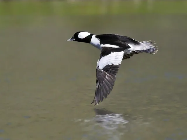 Medium sized duck with black and white plumage and glossy head.