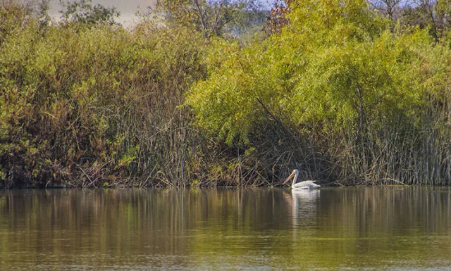 California IRWD San Joaquin Marsh & Wildlife Sanctuary Scene