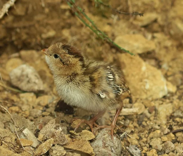 Small brown and tan game bird.