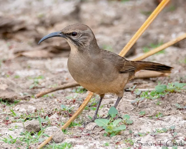 Medium sized brown bird with dark eye and long bill.