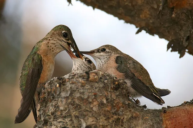 Tiny nest with adult hummingbird feeding 2 chicks.