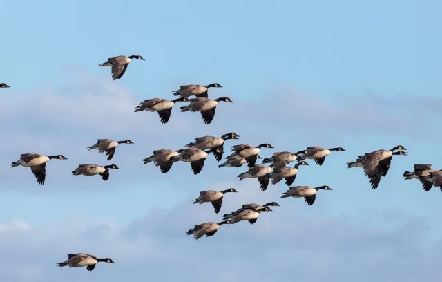 Flock of Large brown geese flying in a loose group.