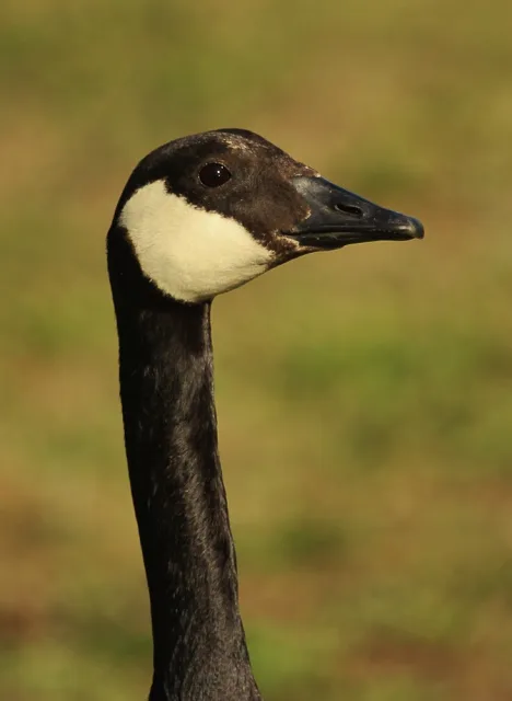 Large brown goose with black neck and white throat patch.