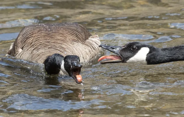 Pair of brown geese with black neck and white throat patch. They are calling to each other.