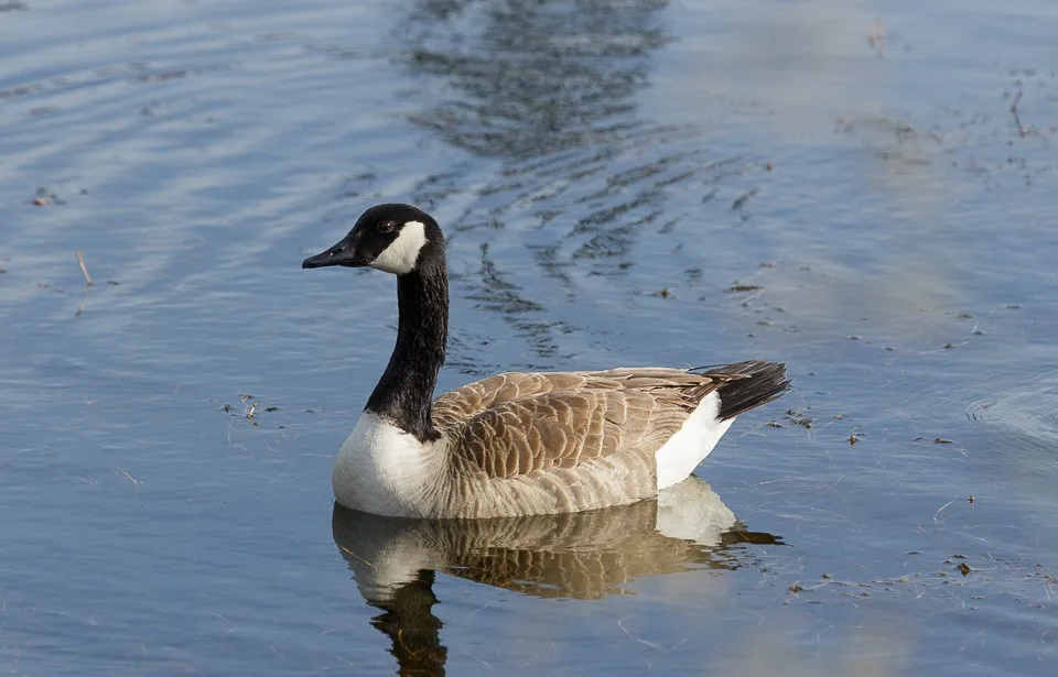 Large brown goose with black neck and white throat patch.