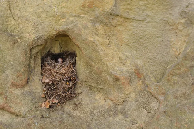 Canyon Wren Nest