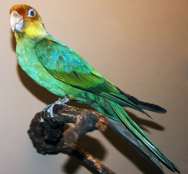 Large green parrot with yellow nape and red head.