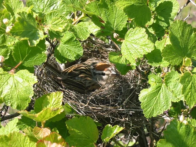 Small sparrow sits on a nest.
