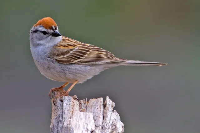 A small sparrow with bright ginger cap.