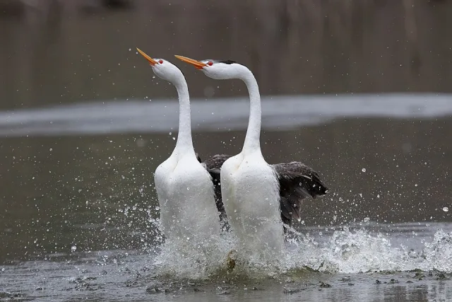 Long necked dark waterbirds with white neck and red eye.