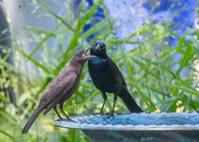 Medium sized dark bird with iridescent head. A young brown bird is begging for food.