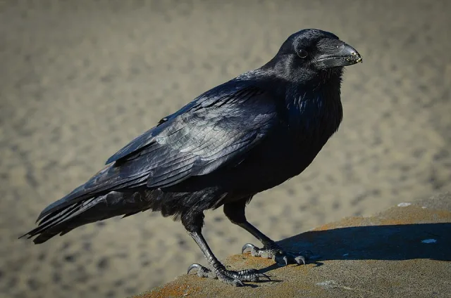 Large glossy black bird with strong bill.