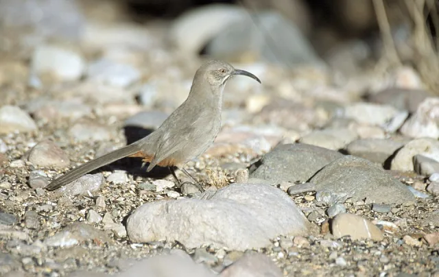 Medium sized brown bird with bright orange eye and long bill.