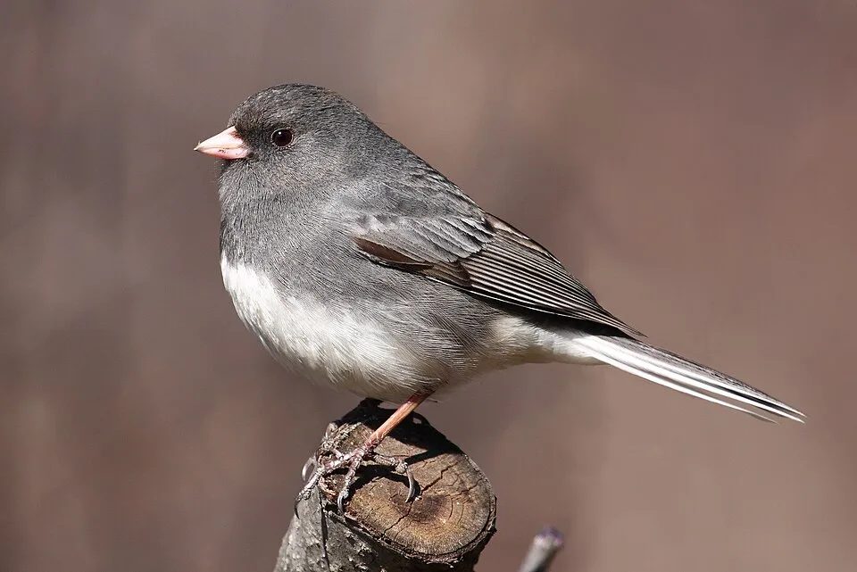 Small gray songbird with white belly and pink bill.