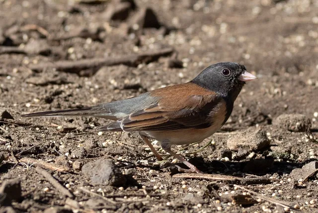Gray and brown small songbird with black head and pink bill.