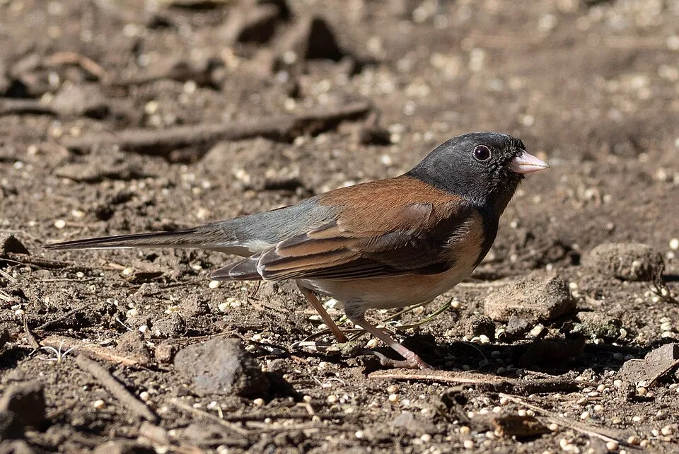 Gray and brown small songbird with black head and pink bill.