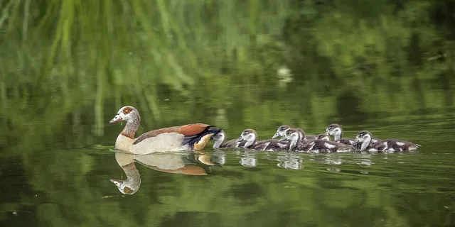 Large brown duck with several ducklings swimming behind.