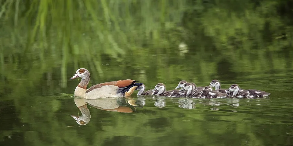 Large brown duck with several ducklings swimming behind.