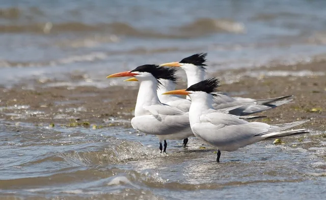 Group of white seabird with black crest and yellow bill.