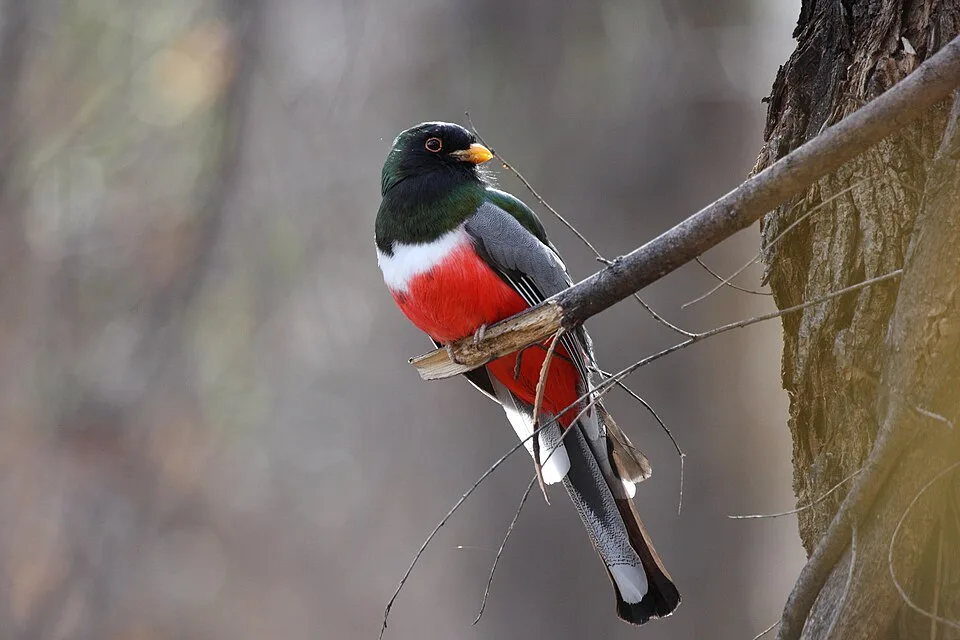Large green forest bird with bright yellow bill.