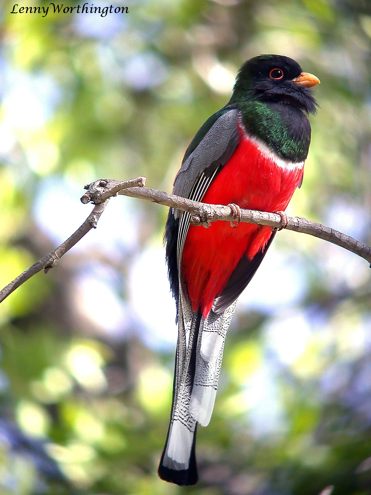 Large green forest bird with bright red belly.