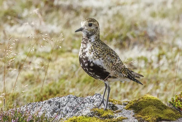 A golden speckled backed bird with a black belly,