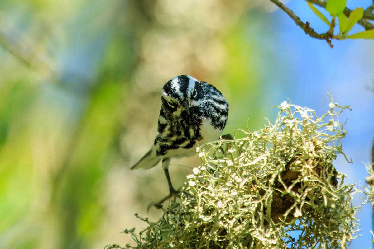 Small black and white bird exploring moss.